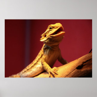Happy Bartded Dragon Poster