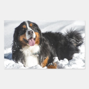 Happy Bernese Mountain Hund im Winter Schnee Rechteckiger Aufkleber