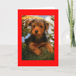 Happy Birthday Airedale Terrier Welpen Hundekarte Karte