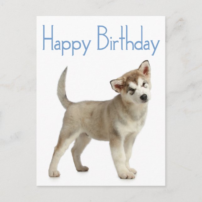 Happy Birthday Alaskan Malamute Puppy Dog Postcard Postkarte (Vorderseite)