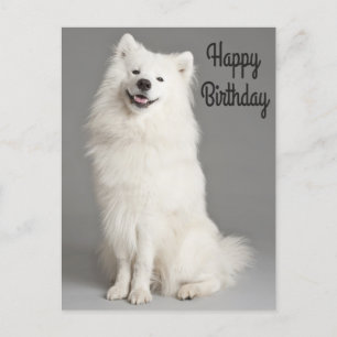 Happy Birthday American Eskimo Puppy Dog Postkarte