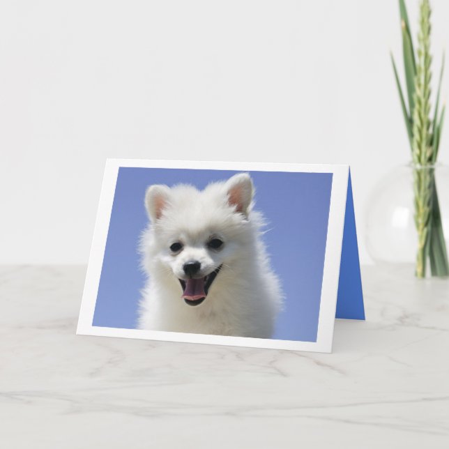 Happy Birthday American Eskimo Welpe Dog Card Karte (Vorderseite)