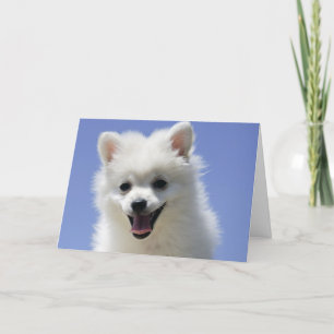 Happy Birthday American Eskimo Welpe Dog Card Karte