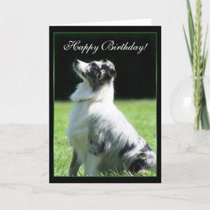 Happy Birthday Australian Shepherd greeting card Karte