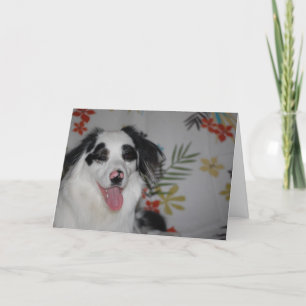 Happy Birthday!  Australian Shepherd Karte