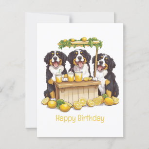 Happy Birthday Bernese Mountain Dog Lemonade Stand Postkarte