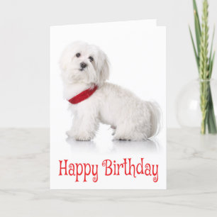Happy Birthday Bichon Frise Welpe Hund Red & White Karte