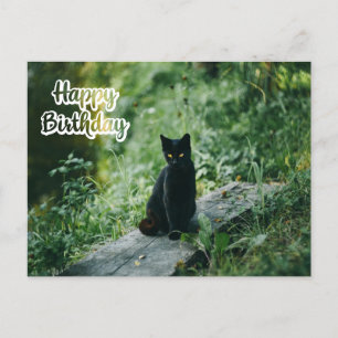 Happy Birthday Black Cat Outdoor Postkarte