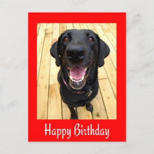 Happy Birthday Black Labrador Retriever Post Card Postkarte