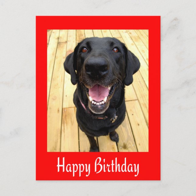 Happy Birthday Black Labrador Retriever Post Card Postkarte (Vorderseite)