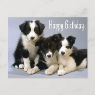 Happy Birthday Border Collie Puppy Dog Post Card Postkarte