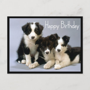 Happy Birthday Border Collie Puppy Dog Postkarte