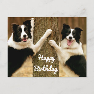 Happy Birthday Border Collie Puppy Dog Rustic Postkarte