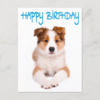 Happy Birthday Border Collie Puppy Dop Card