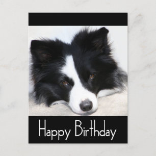 Happy Birthday Border Collie Puppy Dop Card Postkarte
