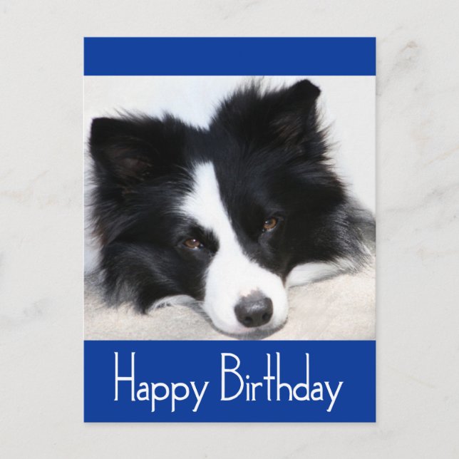 Happy Birthday Border Collie Puppy Dop Card Postkarte (Vorderseite)