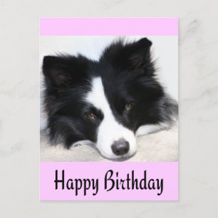 Happy Birthday Border Collie Puppy Dop Card Postkarte