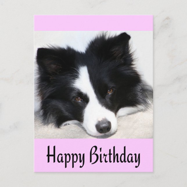 Happy Birthday Border Collie Puppy Dop Card Postkarte (Vorderseite)