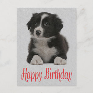 Happy Birthday Border Collie Puppy Dop Card Postkarte