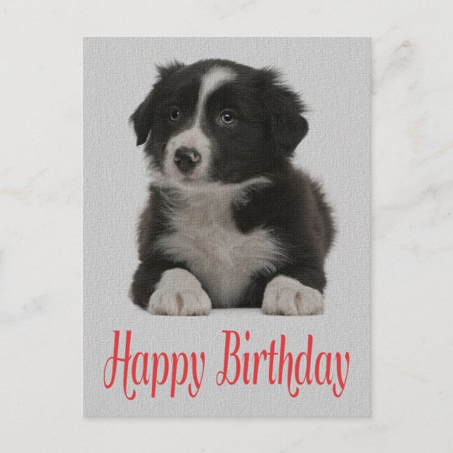 Happy Birthday Border Collie Puppy Dop Card Postkarte (Vorderseite)