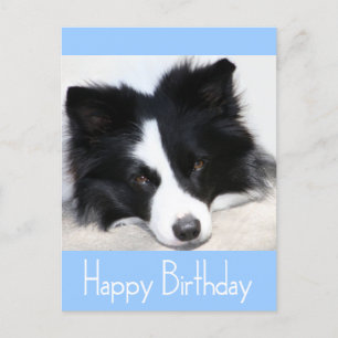 Happy Birthday Border Collie Puppy Dop Card Postkarte
