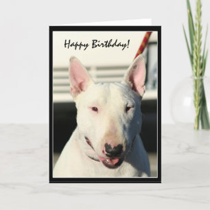 Happy Birthday Bull Terrier greeting card Karte