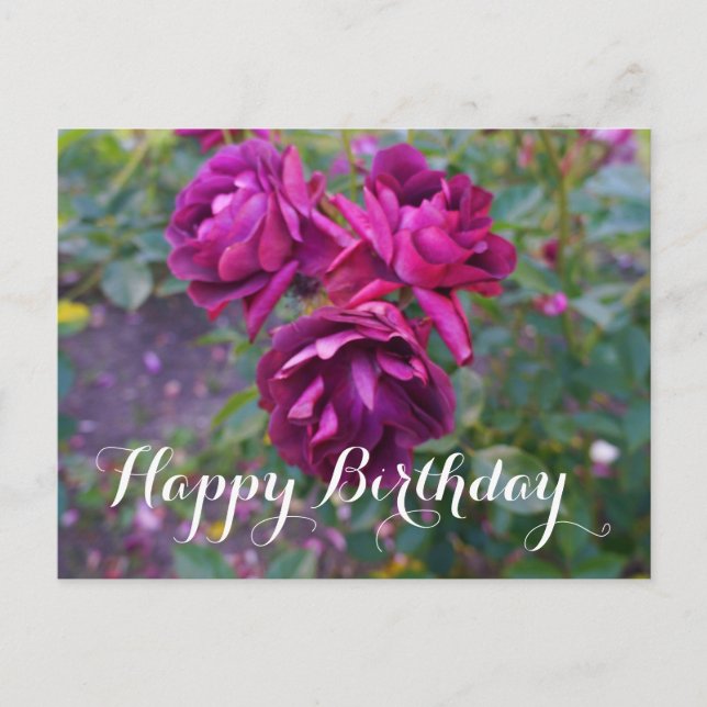 Happy Birthday Burgundy Iceberg Rose #3 Postcard Postkarte (Vorderseite)