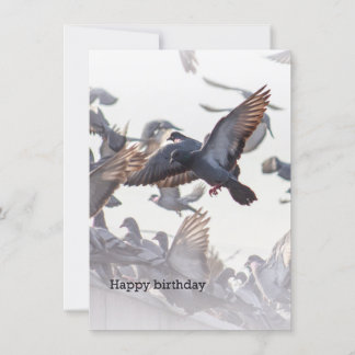 Happy Birthday Card for Pigeons