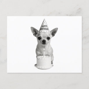 Happy Birthday Chihuahua Feiertagspostkarte