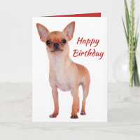 Happy Birthday Chihuahua Puppy Dog Puppies Dogs