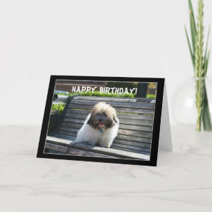 Happy Birthday Coton de Tulear Puppy Grußkarte Karte