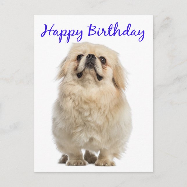 Happy Birthday Cream Pekingese Puppy Dog Blue Postkarte (Vorderseite)