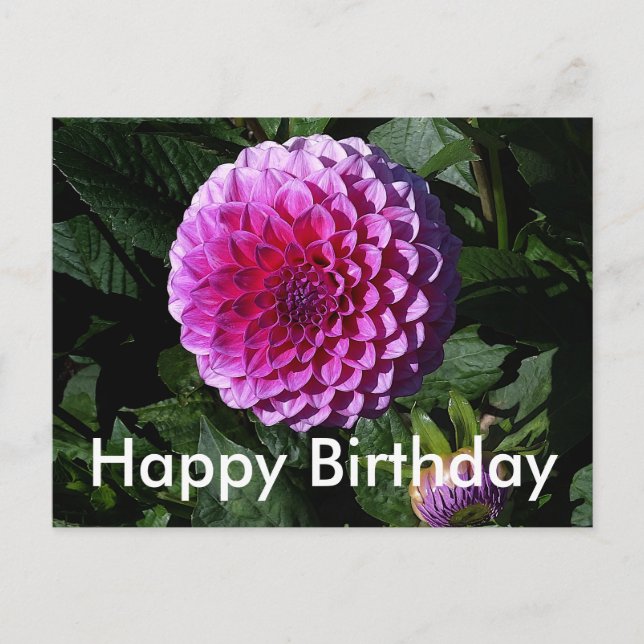 Happy Birthday Dahlia Pink Paradise #1 Postkarte (Vorderseite)