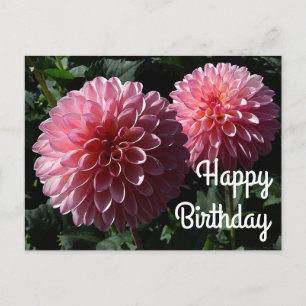 Happy Birthday Dahlia Valley Porcupine #1 Postkart Postkarte