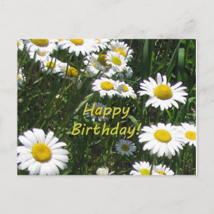 Happy Birthday Daisies Postkarte