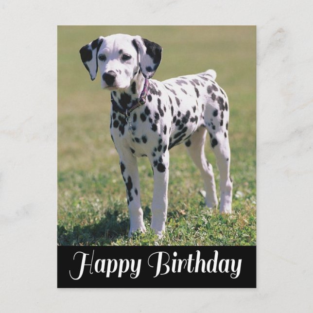 Happy Birthday Dalmatiner Puppy Dog Lover Postkarte (Vorderseite)