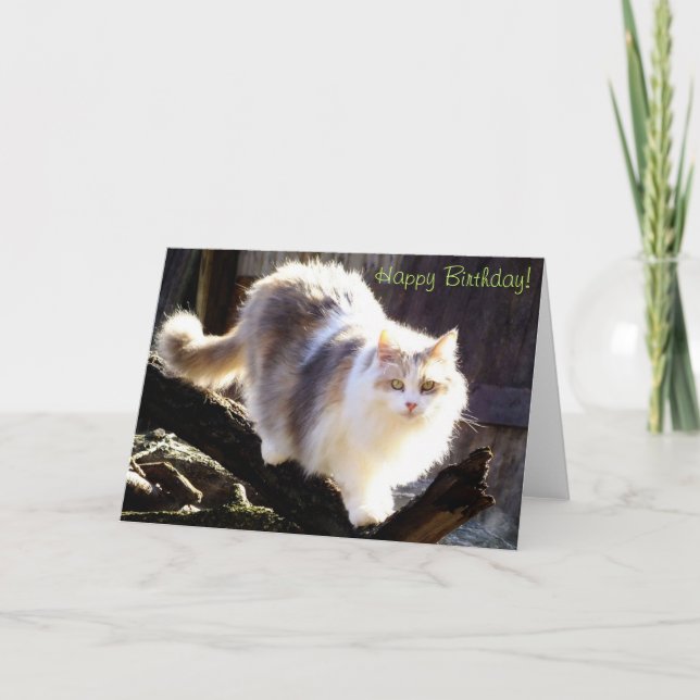 Happy Birthday Dilute Calico Maine Coon Card Karte (Vorderseite)