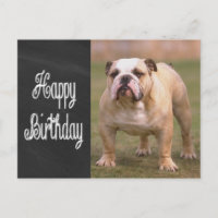 Happy Birthday English Bulldog Chalkboard Postkart