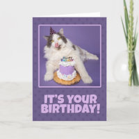 Happy Birthday Fett Katze lecken Gesicht mit Kuche