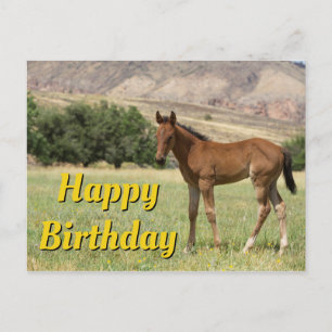Happy Birthday Foal Postkarte