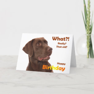 Happy Birthday fun card with Labrador dog Karte
