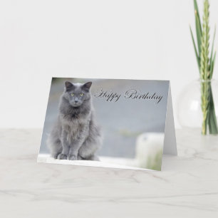Happy Birthday Gray Cat Karte