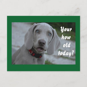 Happy Birthday Hunde Humor Postkarte