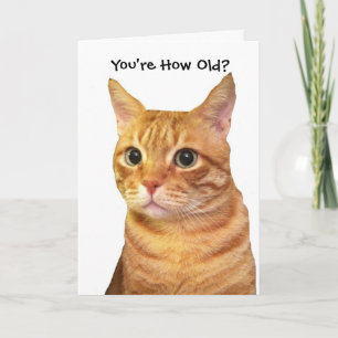 Happy Birthday in Cat Years Karte