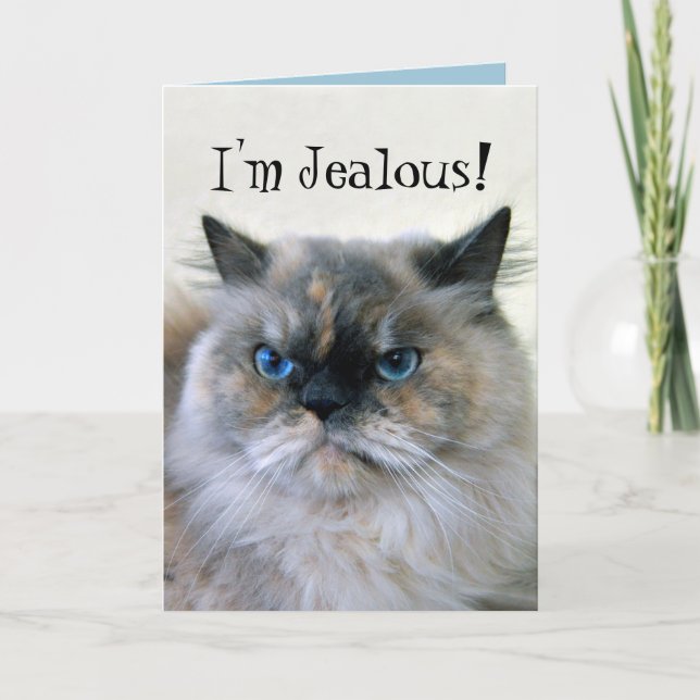 Happy Birthday Jealous Himalayan Persian Cat Spaß Karte (Vorderseite)