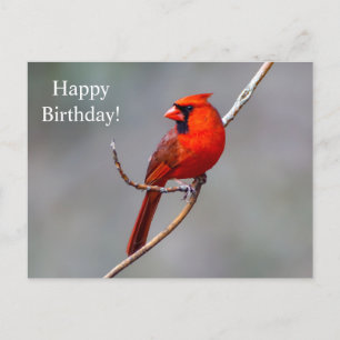 Happy Birthday Kardinal Postcard Postkarte