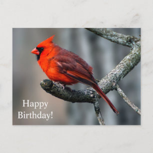 Happy Birthday Kardinal Postcard Postkarte