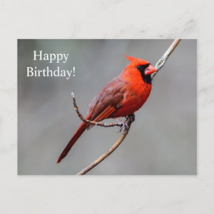 Happy Birthday Kardinal Postcard Postkarte