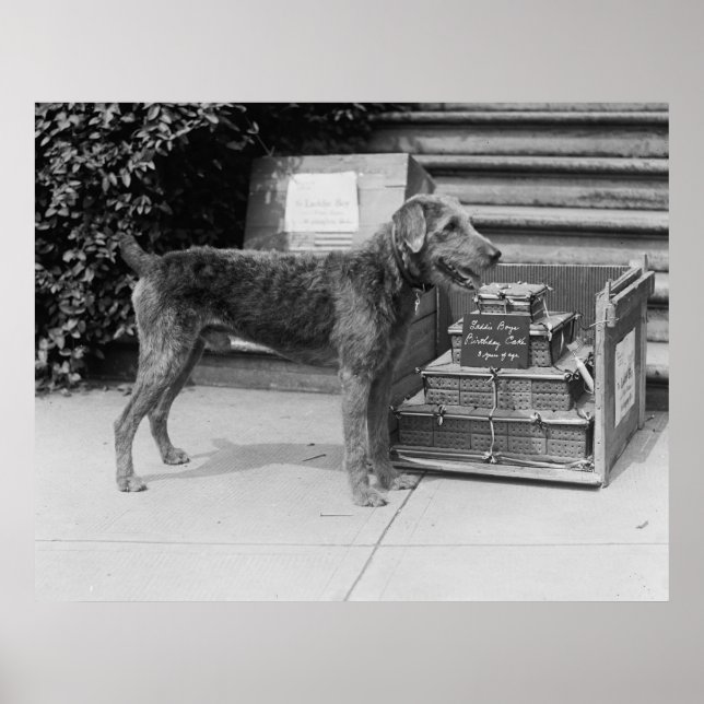 Happy Birthday Laddie Boy, 20 Jahre Poster (Vorne)