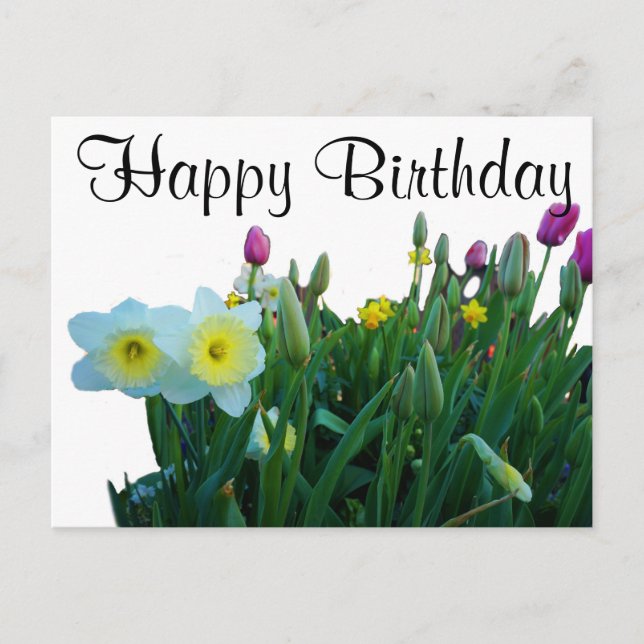 Happy Birthday Large Cupped Daffodil #2 Postcard Postkarte (Vorderseite)